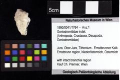 Foto (Objket + Etiketten) von Cracensigillatus acutirostris (Moericke, 1889) 
